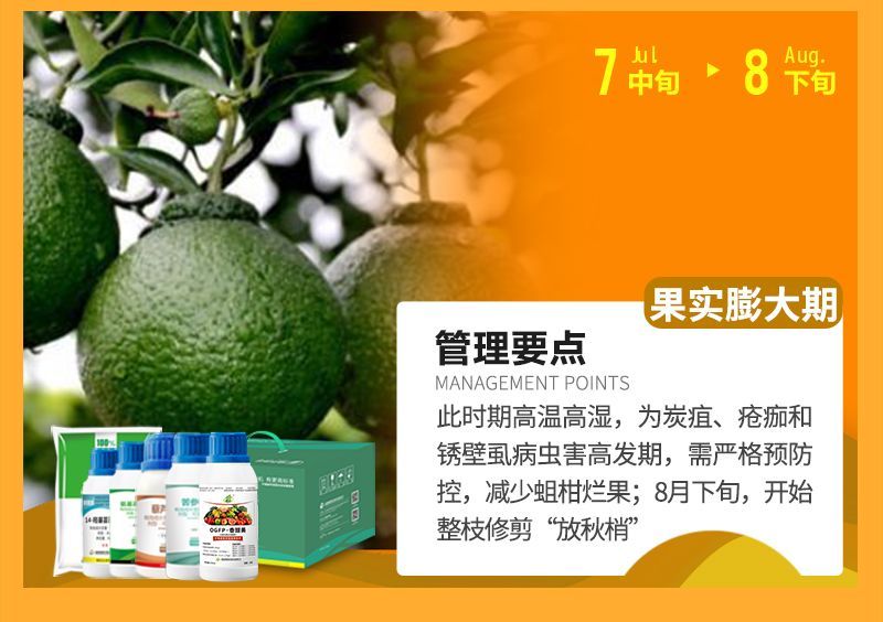 此時期高溫高濕，為炭疽、瘡癡和銹壁虱病蟲害高發(fā)期，需嚴(yán)格預(yù)防控，減少蛆柑爛果;8月下旬，開始整枝修剪“放秋梢”