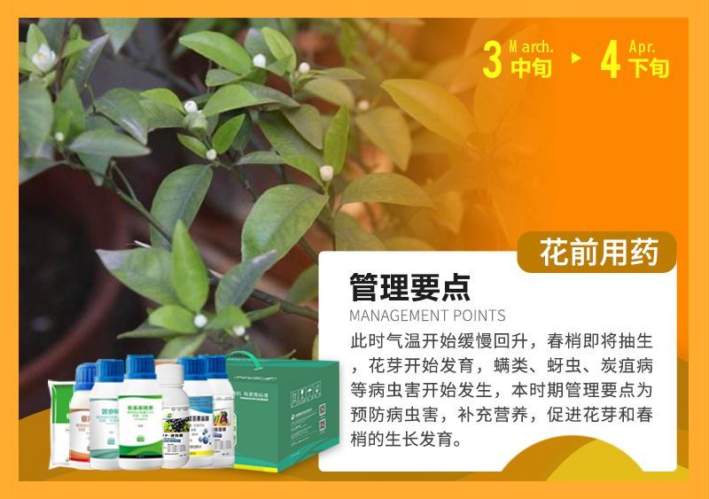 此時氣溫開始緩慢回升，春梢即將抽生花芽開始發(fā)育，蠕類、蚜蟲、炭疽病等病蟲害開始發(fā)生，本時期管理要點(diǎn)為預(yù)防病蟲害，補(bǔ)充營養(yǎng)，促進(jìn)花芽和春梢的生長發(fā)育。