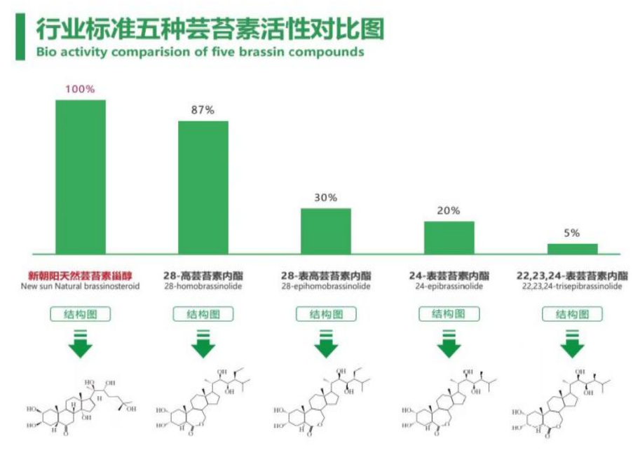 小麥拌種選新朝陽天然蕓苔素，讓小麥高產(chǎn)贏在起跑線上！（小麥在什么時候用蕓苔素效果最佳）