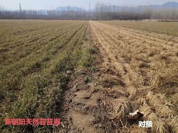 小麥拌種選新朝陽天然蕓苔素，讓小麥高產(chǎn)贏在起跑線上！（小麥在什么時候用蕓苔素效果最佳）