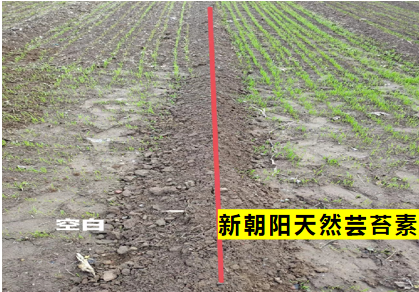 小麥拌種選新朝陽天然蕓苔素，讓小麥高產(chǎn)贏在起跑線上！（小麥在什么時候用蕓苔素效果最佳）