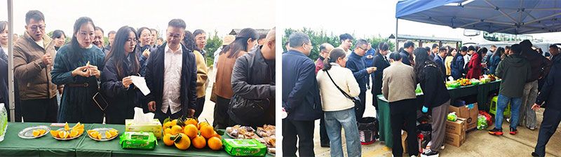 新朝陽生物技術(shù)助力綠色防控,推動柑橘產(chǎn)業(yè)綠色高質(zhì)量發(fā)展